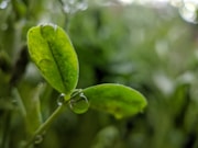 a close up of a green leaf with drops of water on it