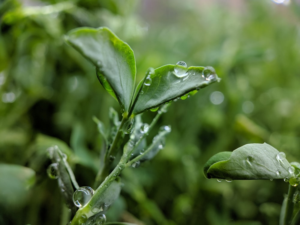 a green plant with water droplets on it