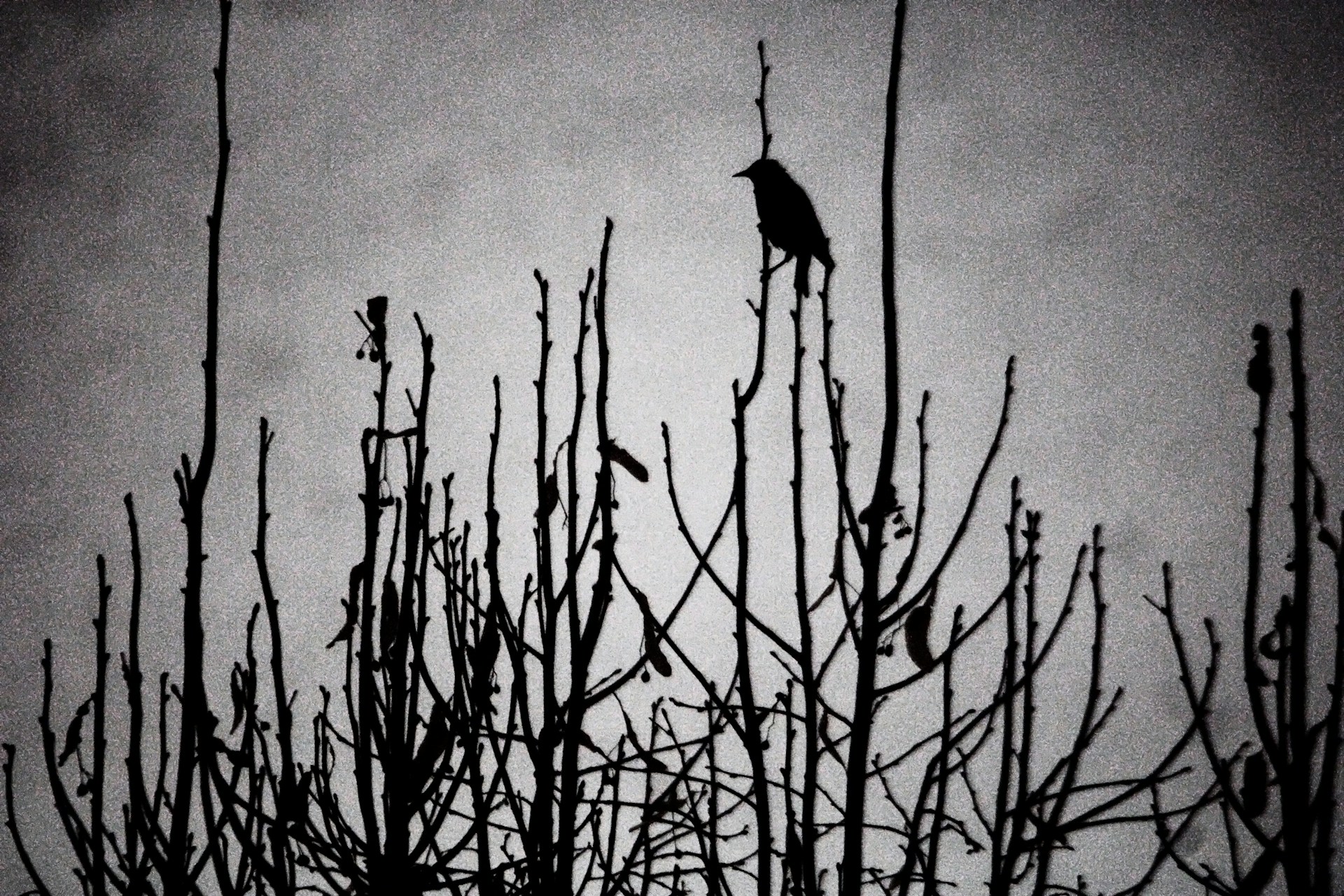 Minimalist black ink tattoo of a small bird silhouette on the side of the ribcage, highlighting subtle shading.