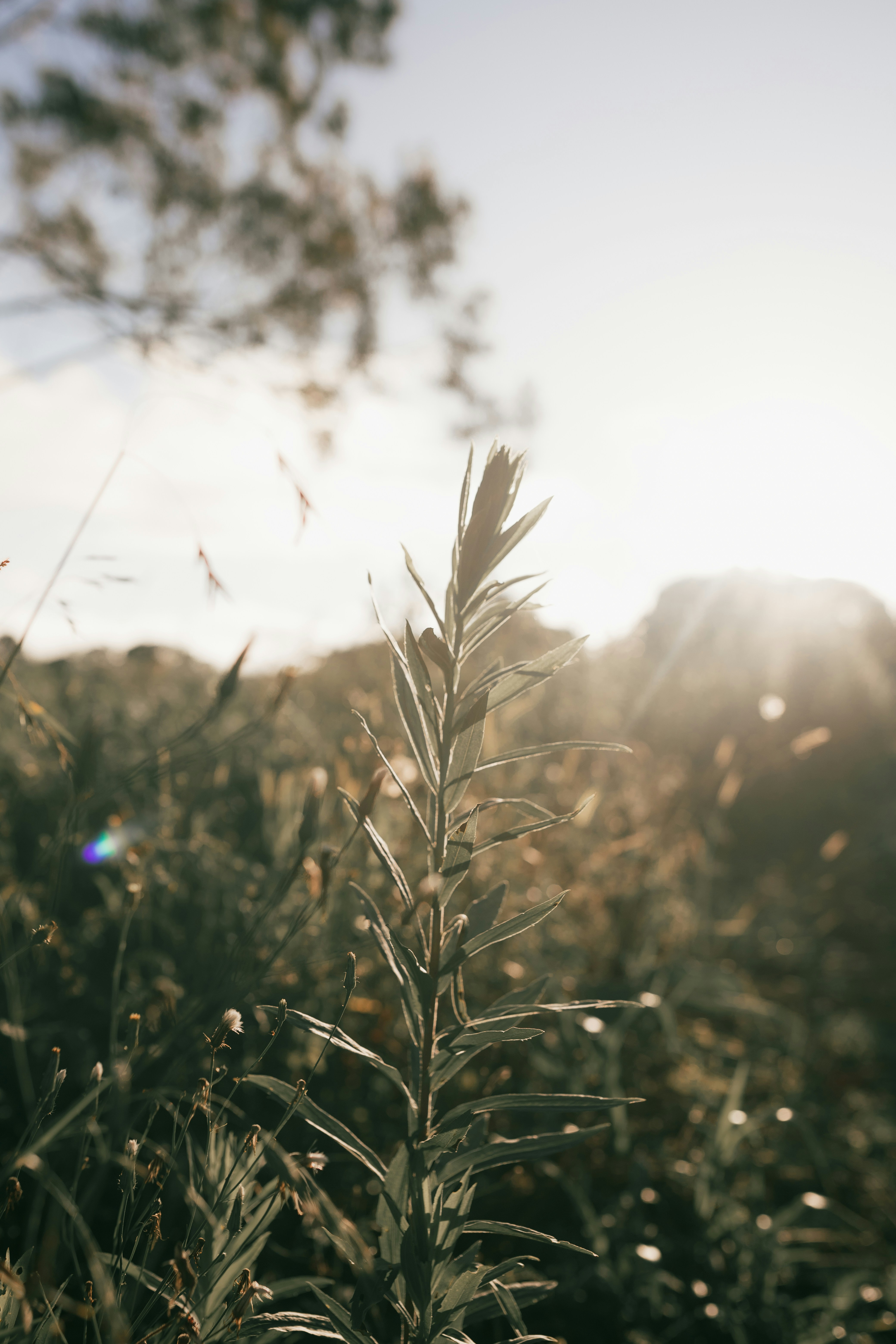 Photo by alexandermassph