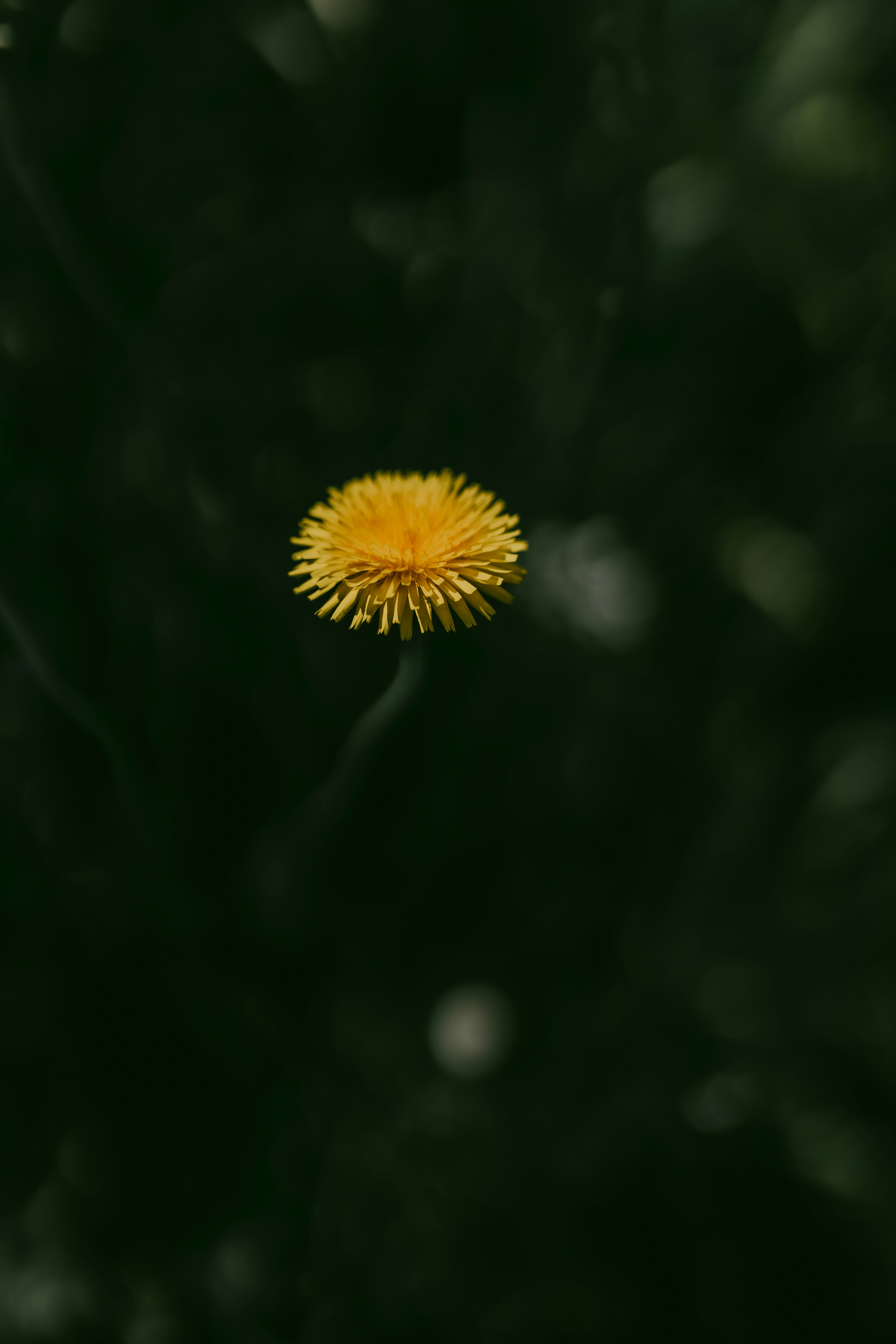 Photo by alexandermassph