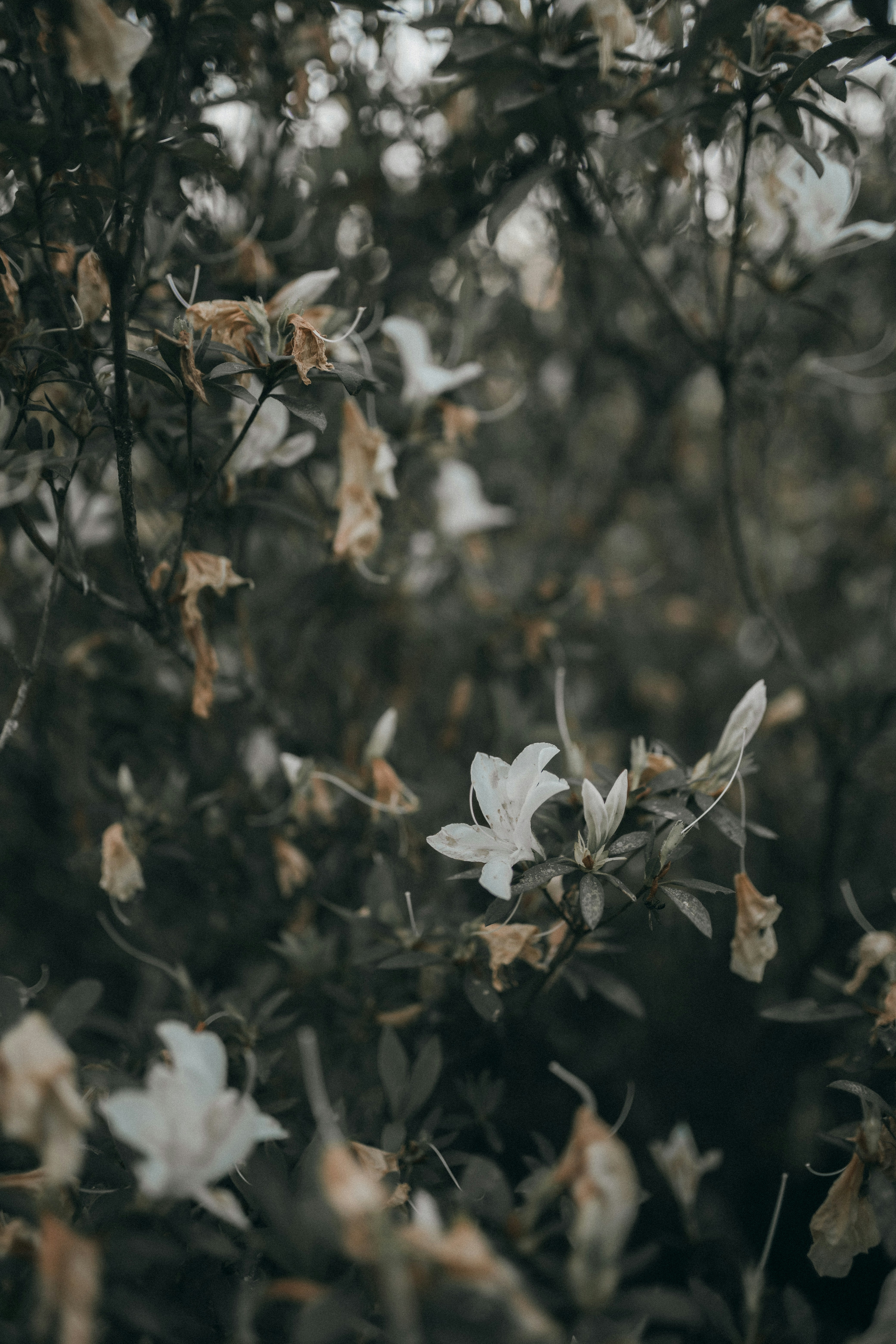 Photo by alexandermassph