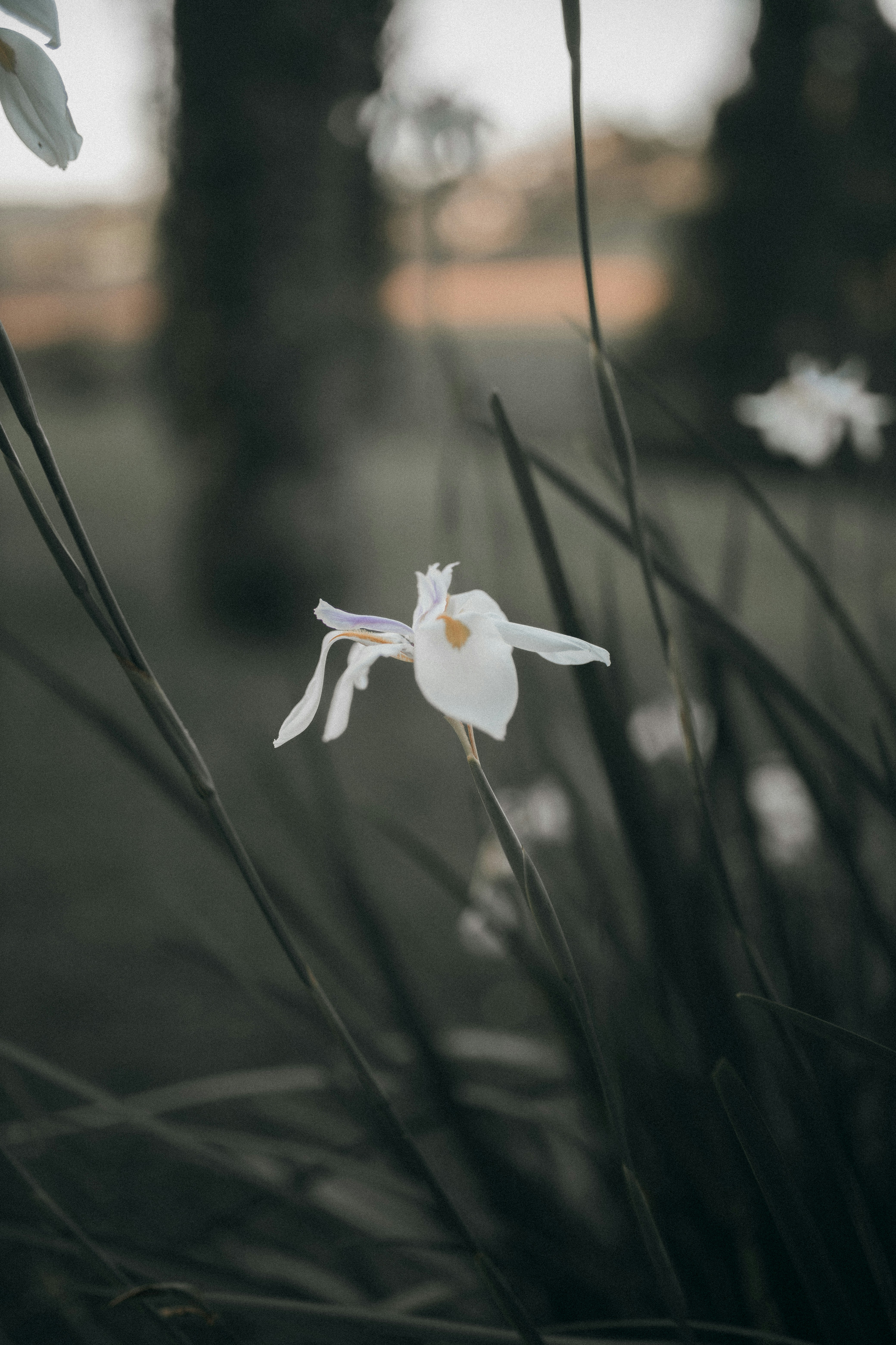 Photo by alexandermassph