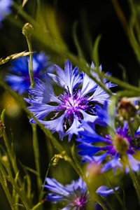 Blue Cornflower Glow