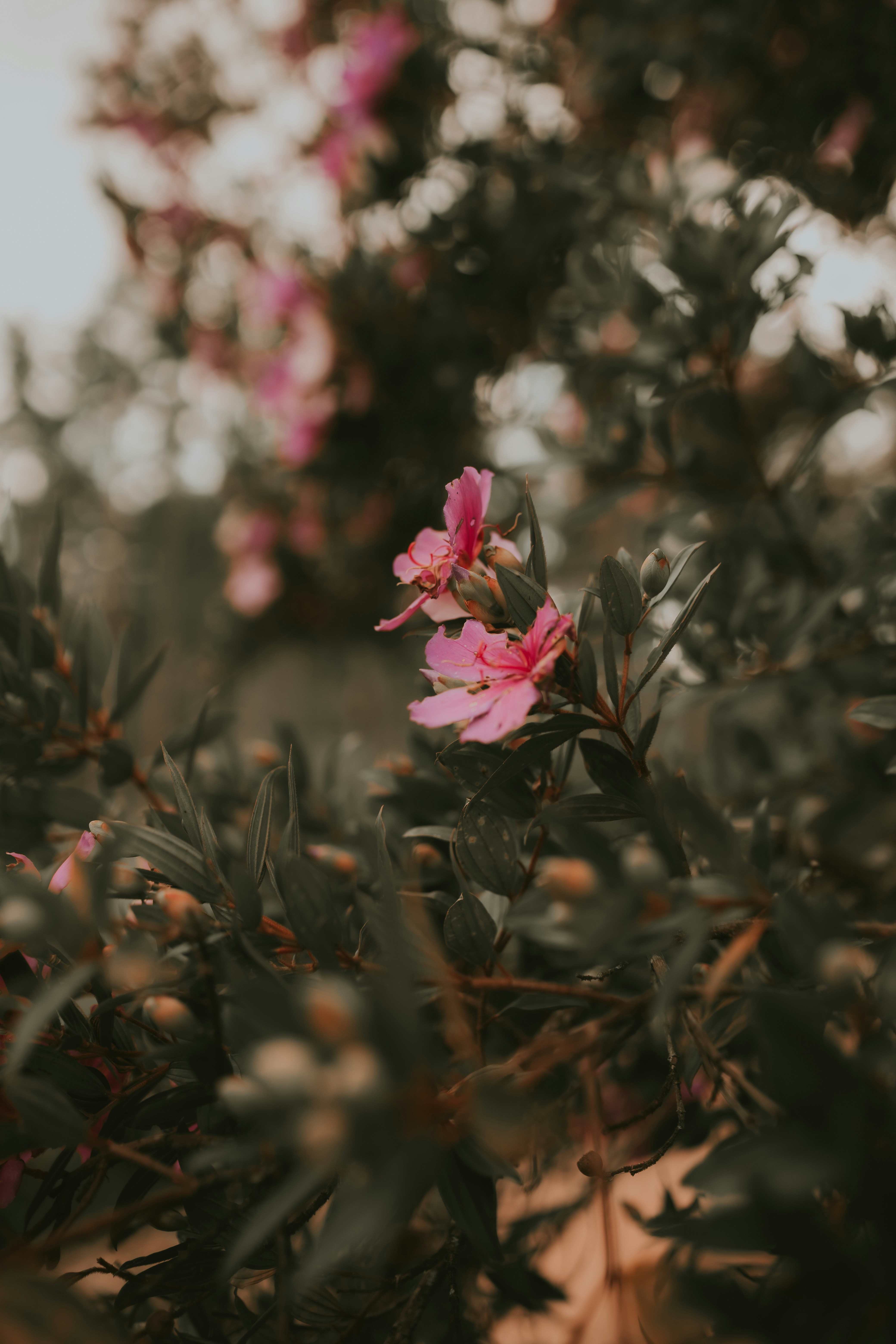 Photo by alexandermassph