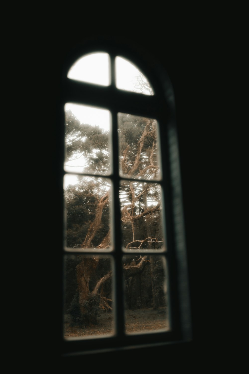 a window with a view of a tree outside