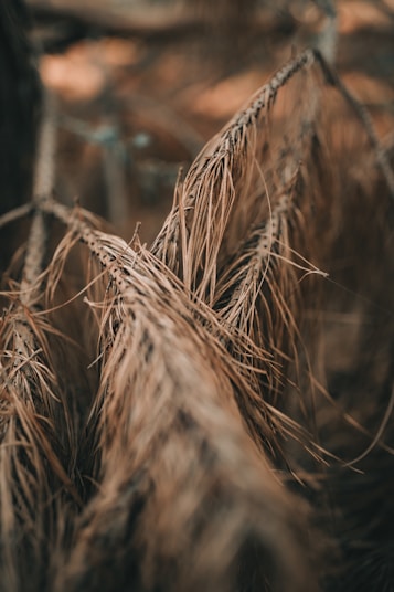 Close-up of natural brown coco fiber texture with green leaves background