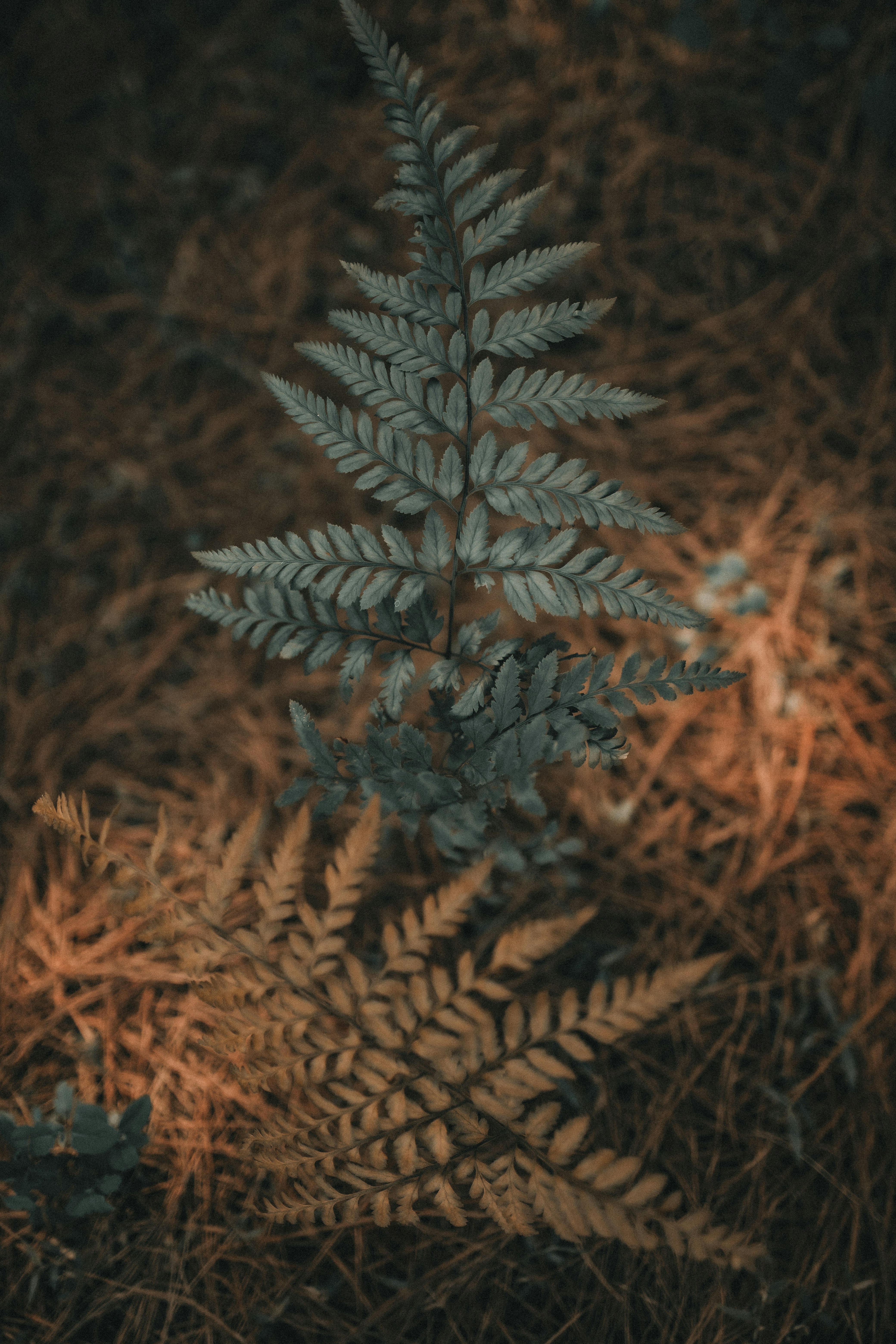 Photo by alexandermassph