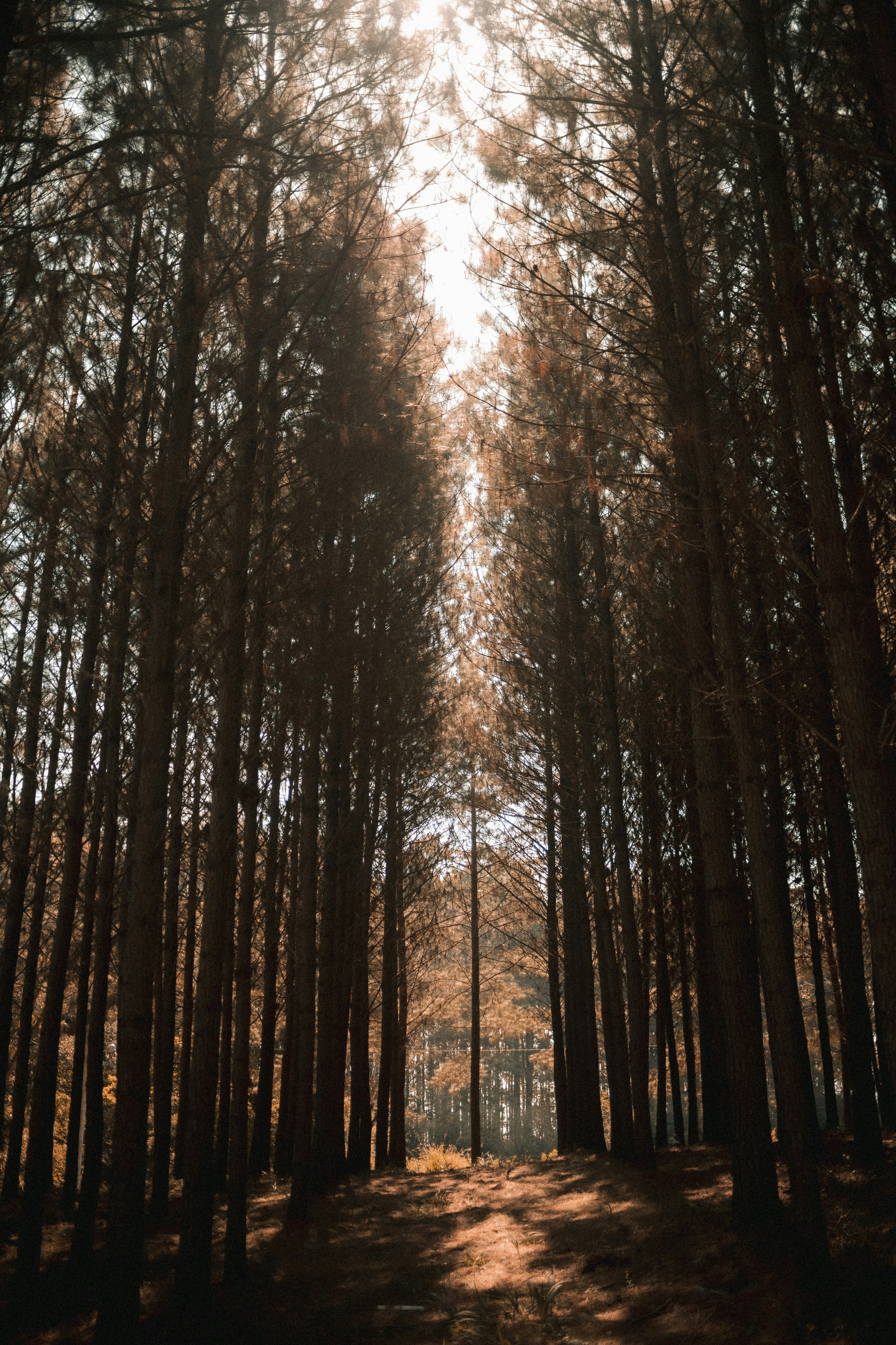 Photo by alexandermassph