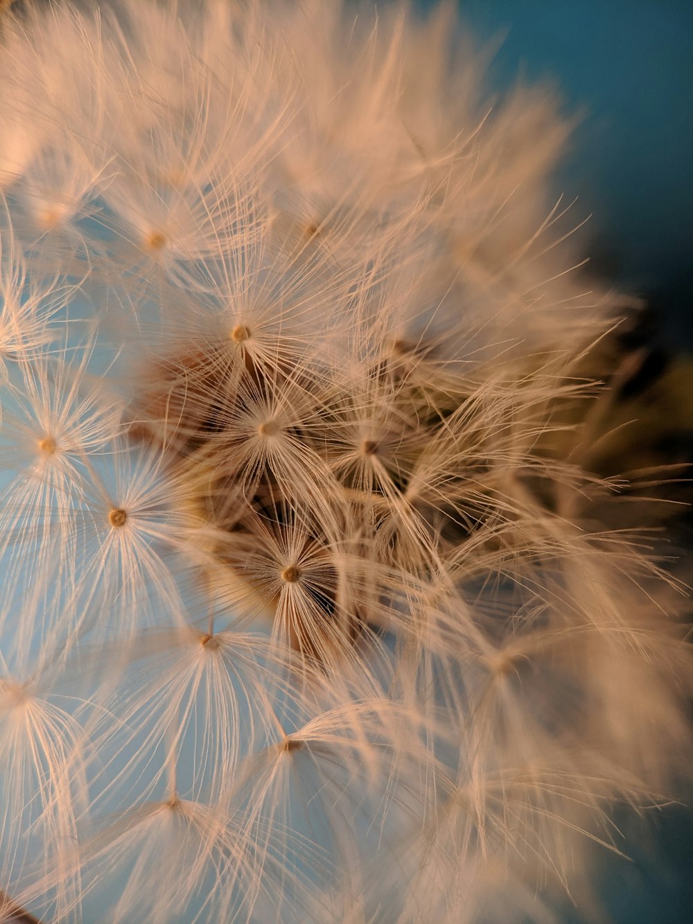 a close up of a dandelion with a blue sky in the background