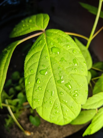 A close-up of a vibrant green leaf with visible water droplets scattered across its surface. The leaf's veins are prominently displayed, and the background is slightly blurred, emphasizing the leaf's texture and freshness.