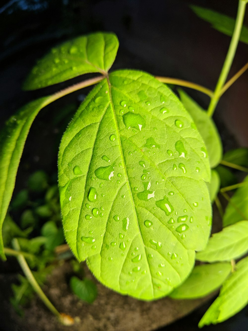 una foglia verde con gocce d'acqua