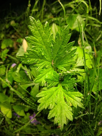 Close-up of a vibrant green leaf with water droplets, highlighting plant health.