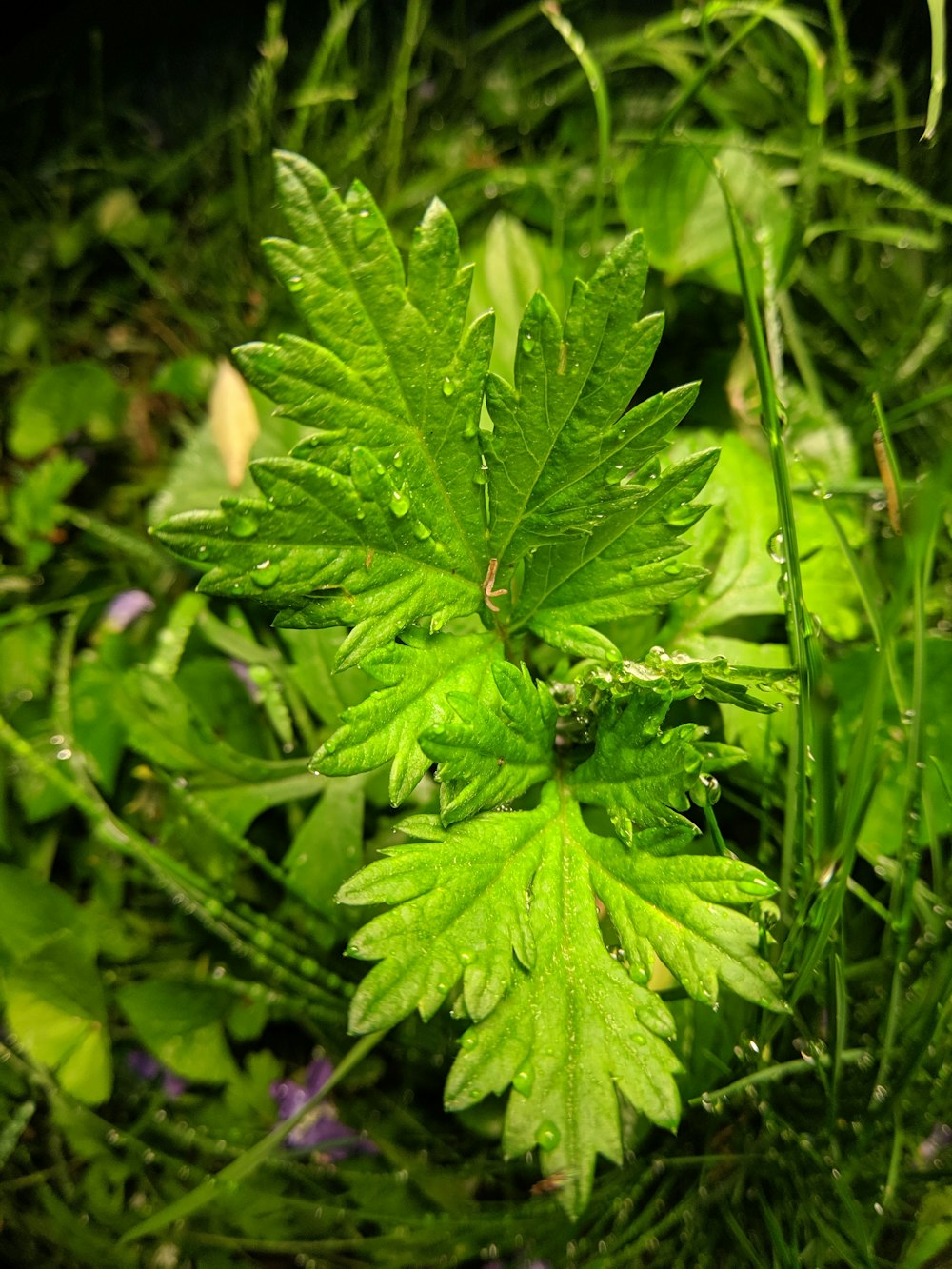 um close up de uma planta verde na grama