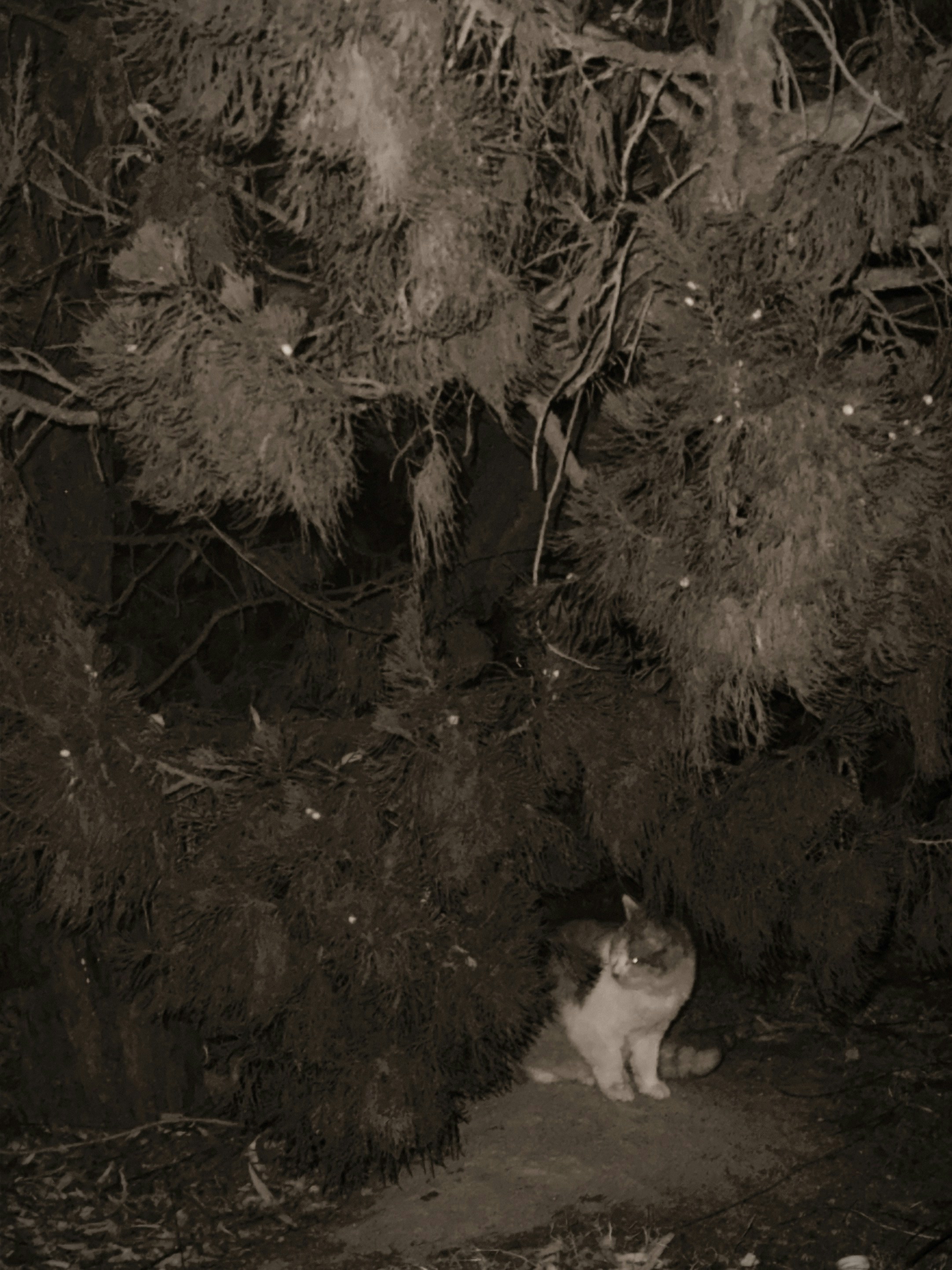 Photo by yayatrianglesubstances