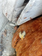 A close-up view of a hen with orange-brown feathers sitting under a wooden structure. The hen's head is visible, showcasing a distinctive white and black pattern on its head. The surrounding area appears to be dusty with some debris scattered around.