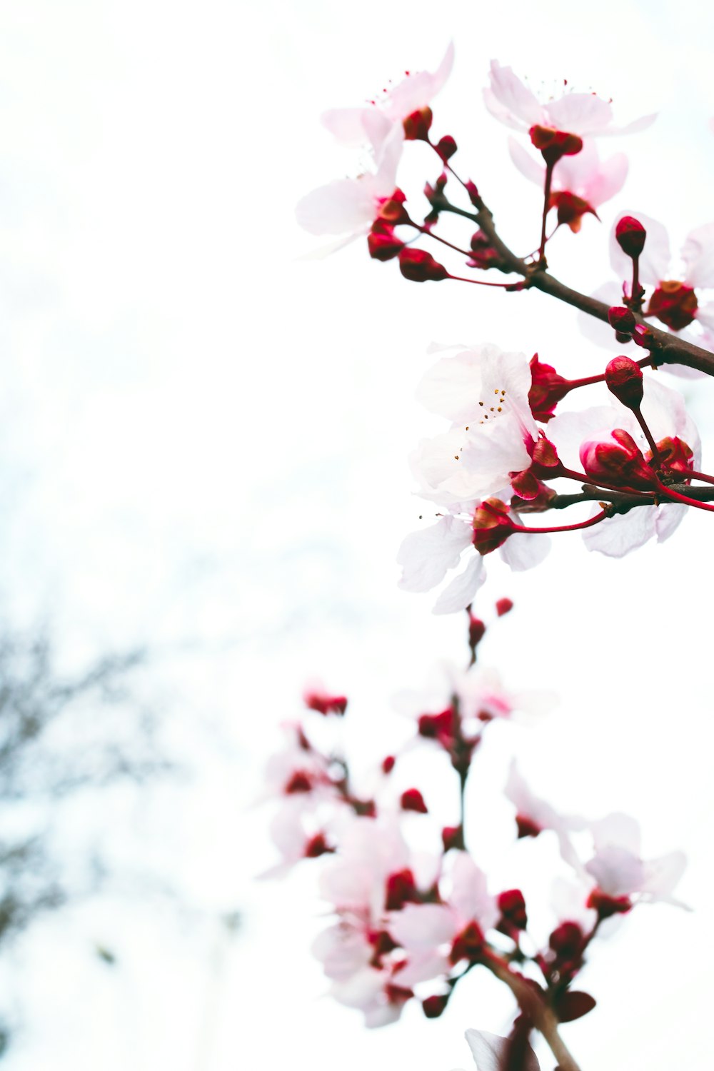 a close up of a flower on a tree