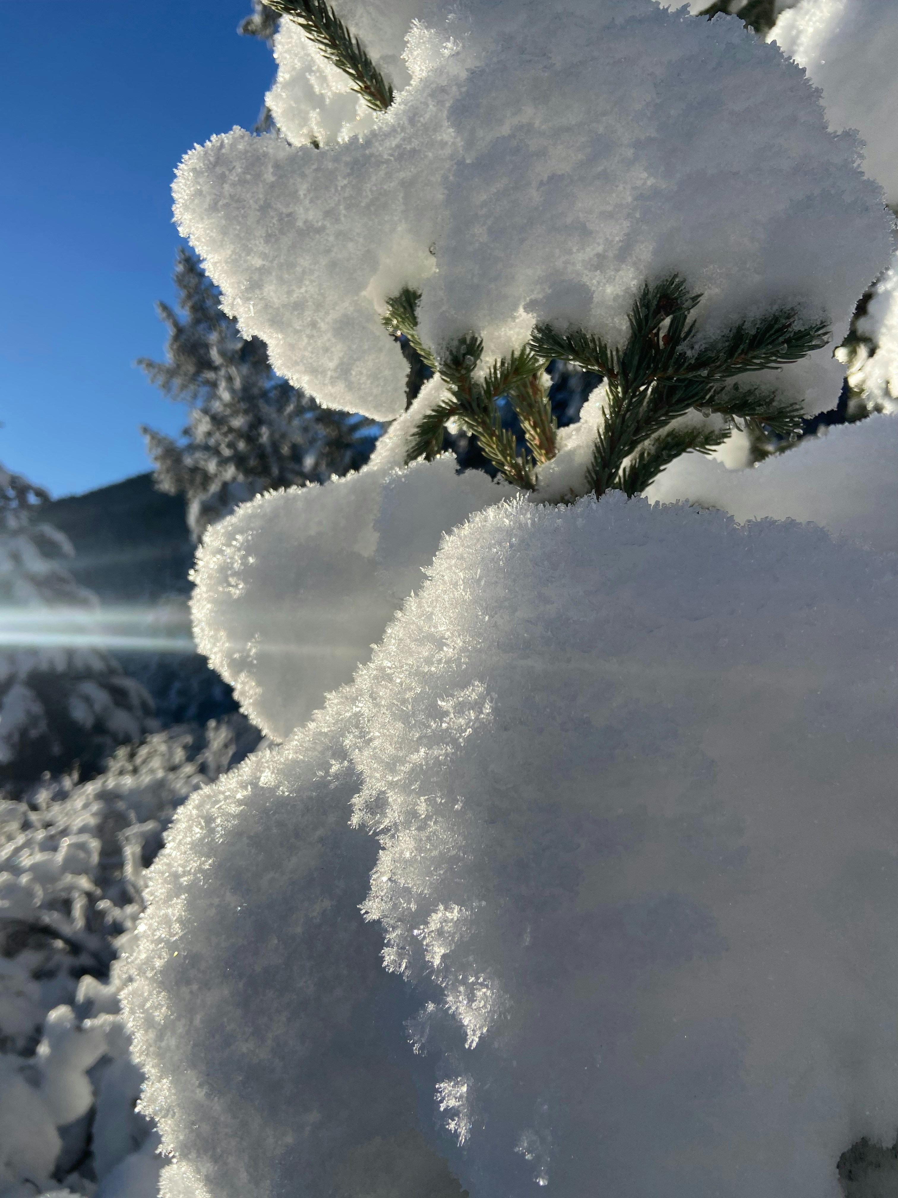 a pine tree covered in snow with a blue sky in the background