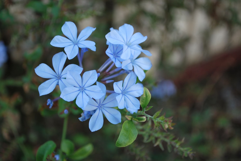 a bunch of blue flowers with green leaves