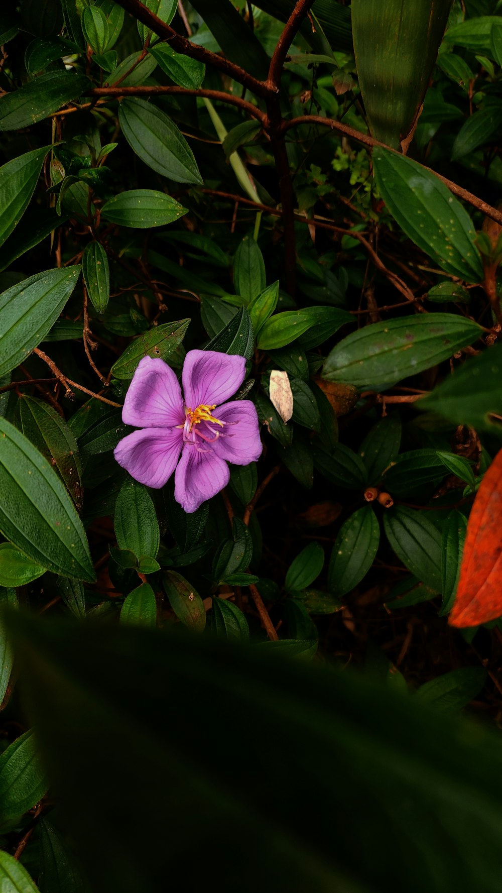 a purple flower with a yellow center surrounded by green leaves