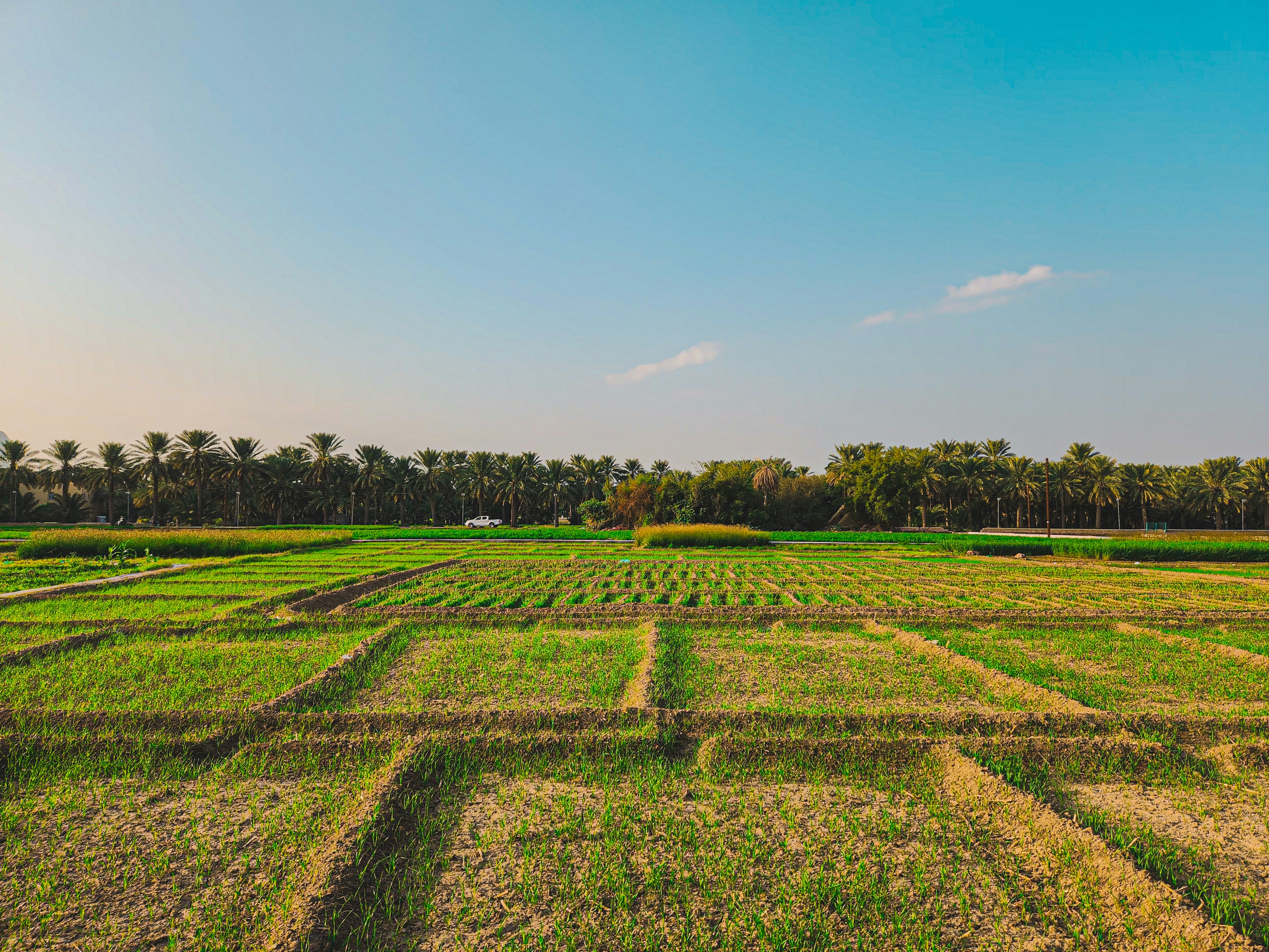 Omani date palm plantation