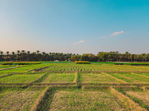 a field with rows of grass and palm trees in the background