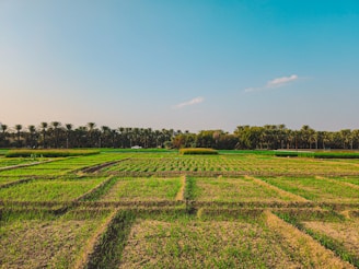 a field with rows of grass and palm trees in the background