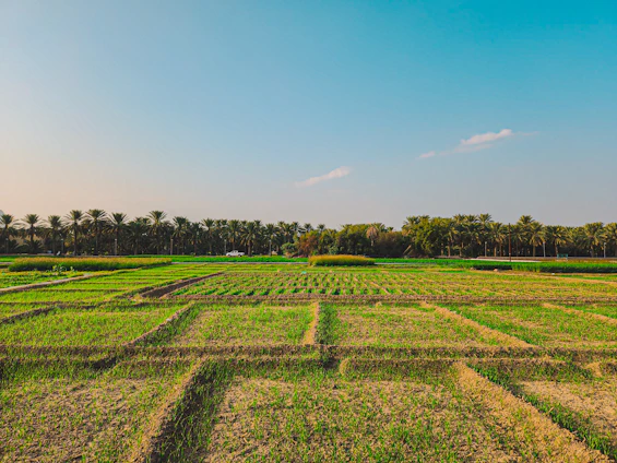 A vibrant agricultural field in Nirgua with modern biotech equipment under a clear sky.