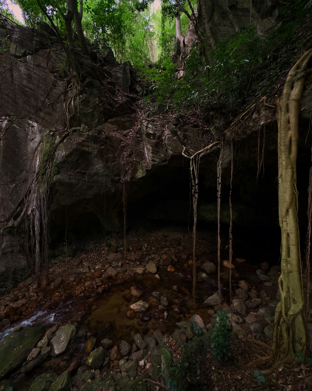 a cave filled with lots of trees and rocks