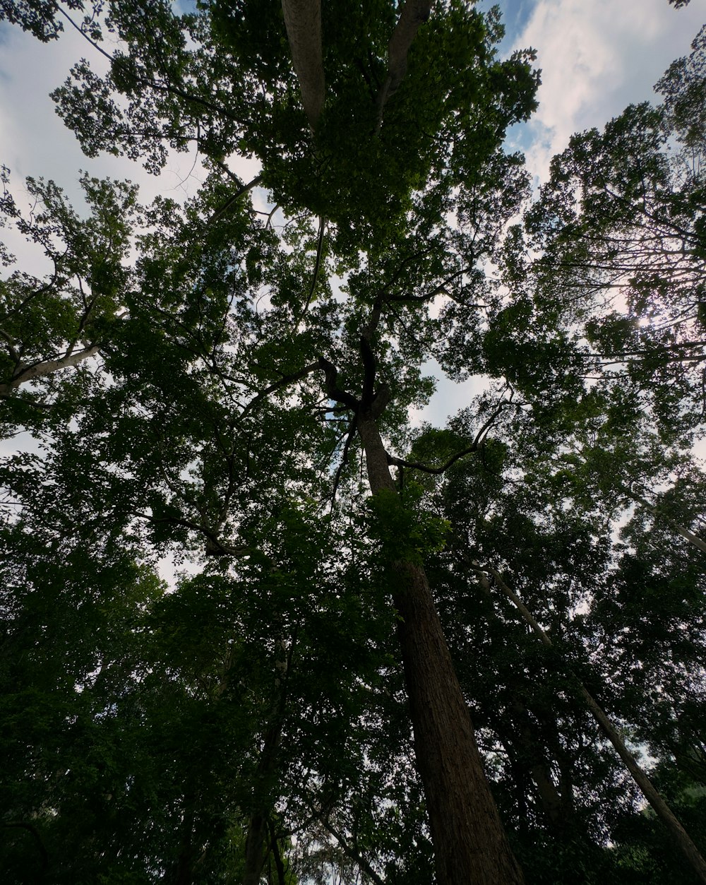 looking up at a tall tree in a forest