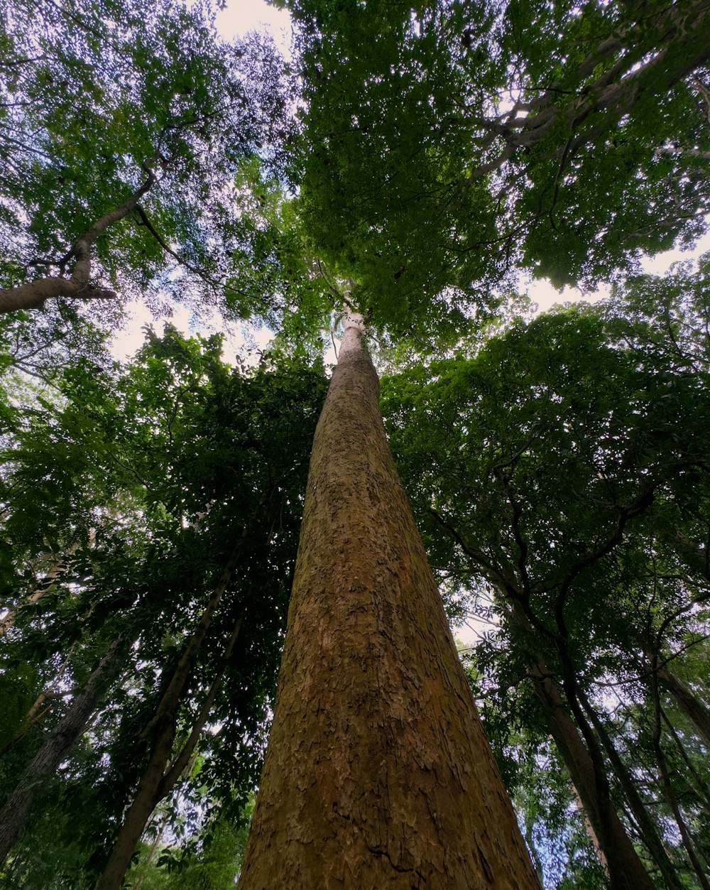 a tall tree in the middle of a forest