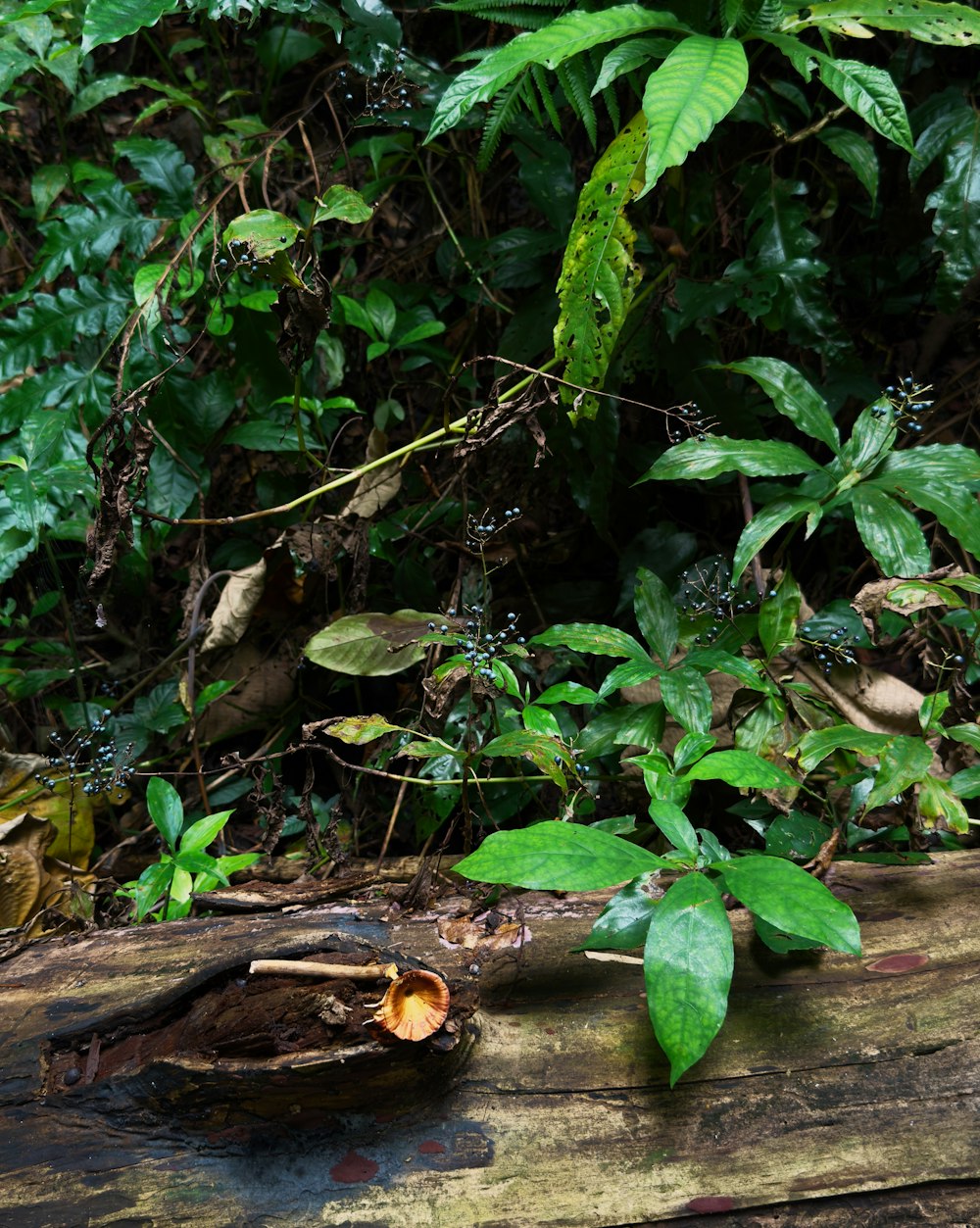 a bird is sitting on a log in the woods