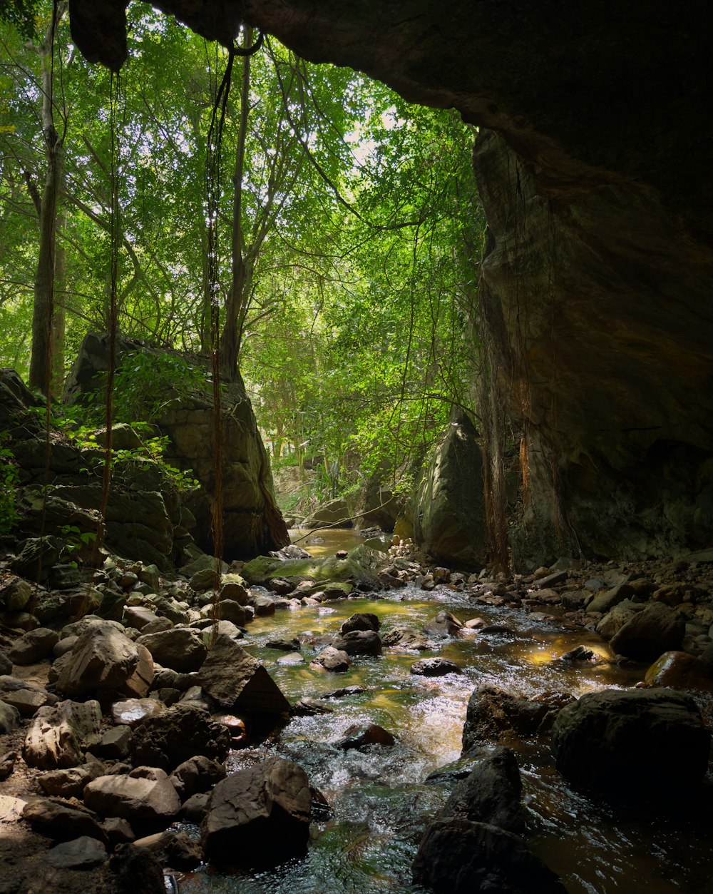 a river running through a lush green forest