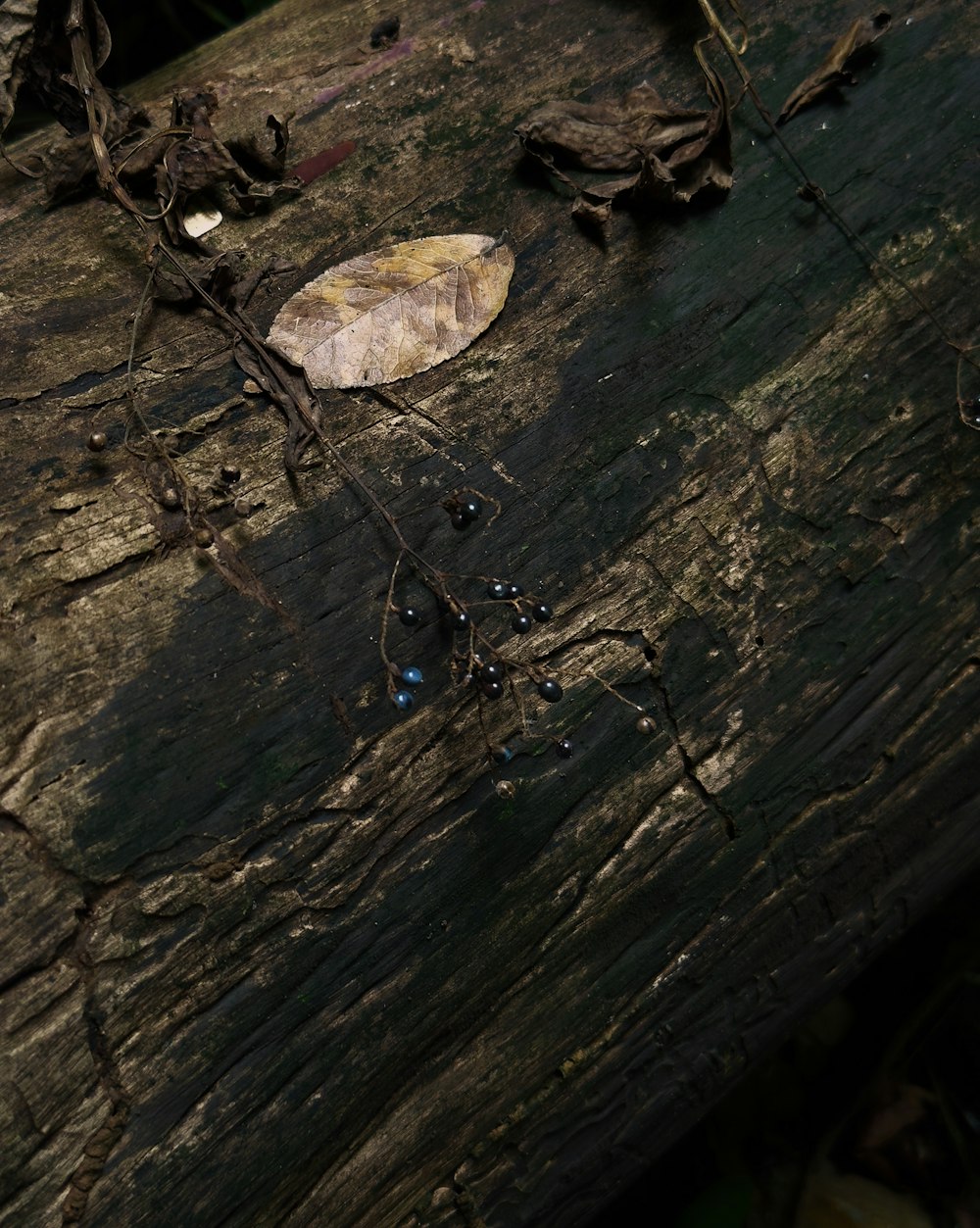 a piece of wood with vines and a leaf on it