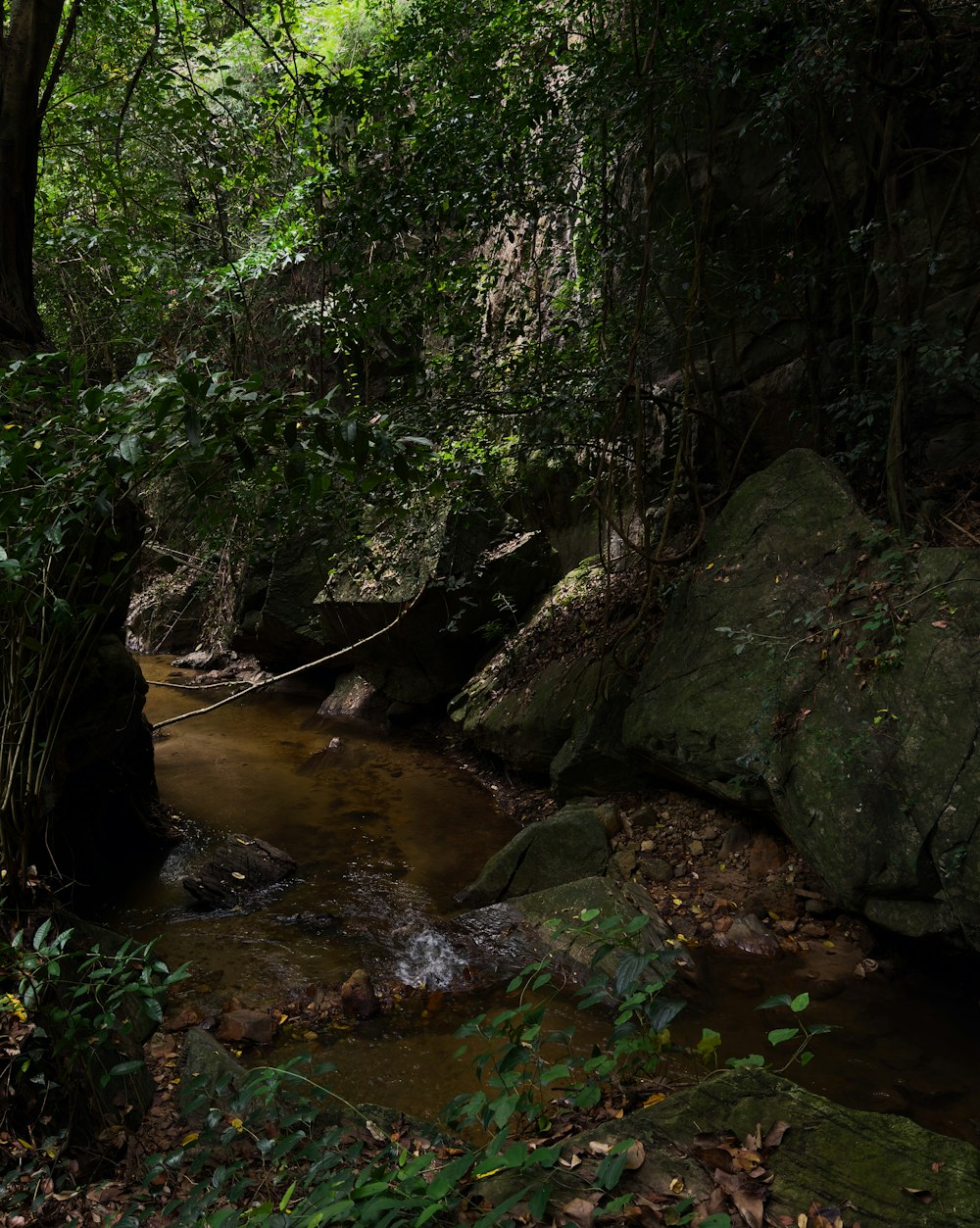 a stream running through a lush green forest