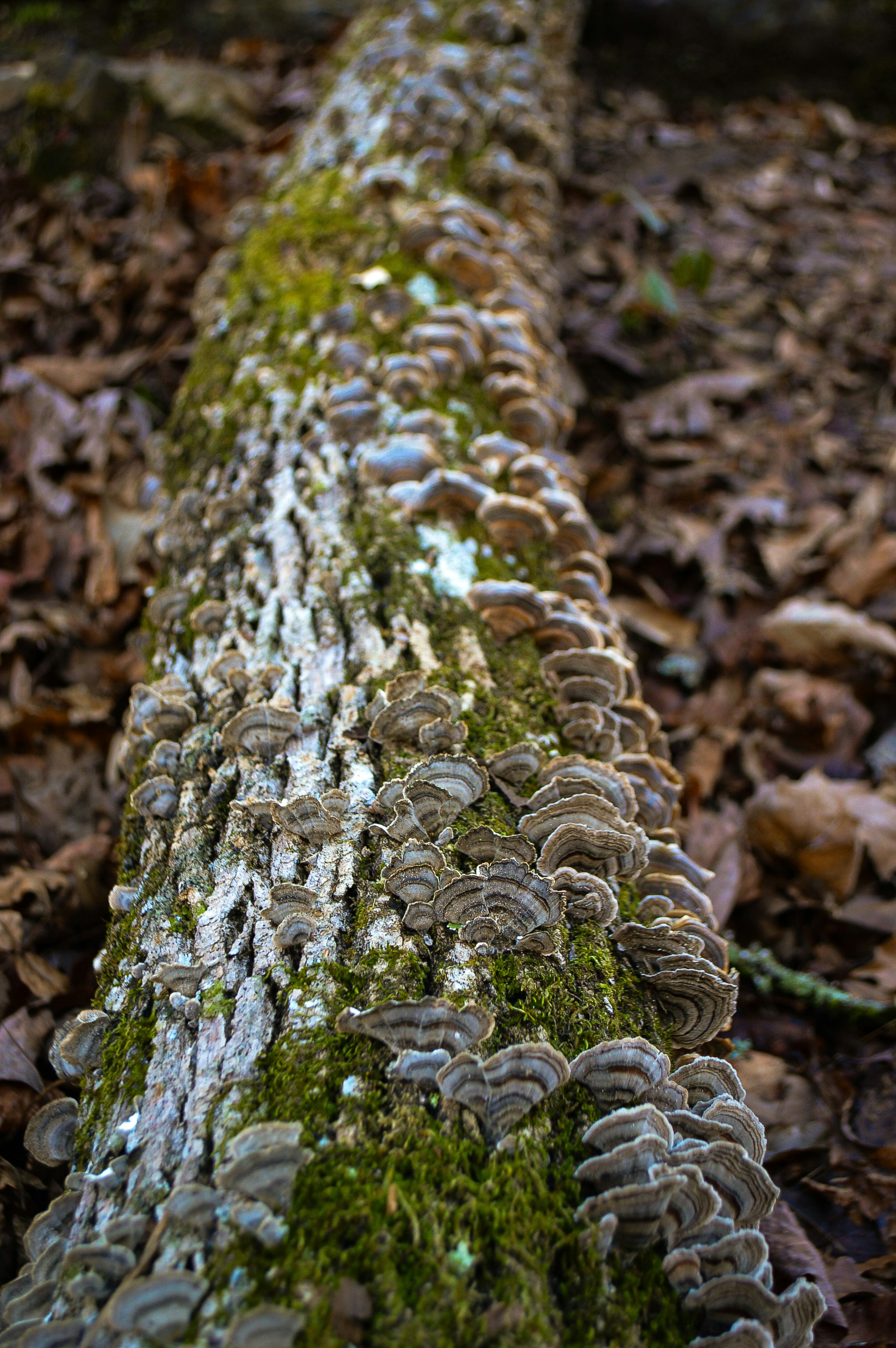 Fungal Network Communicators (image credits: unsplash)