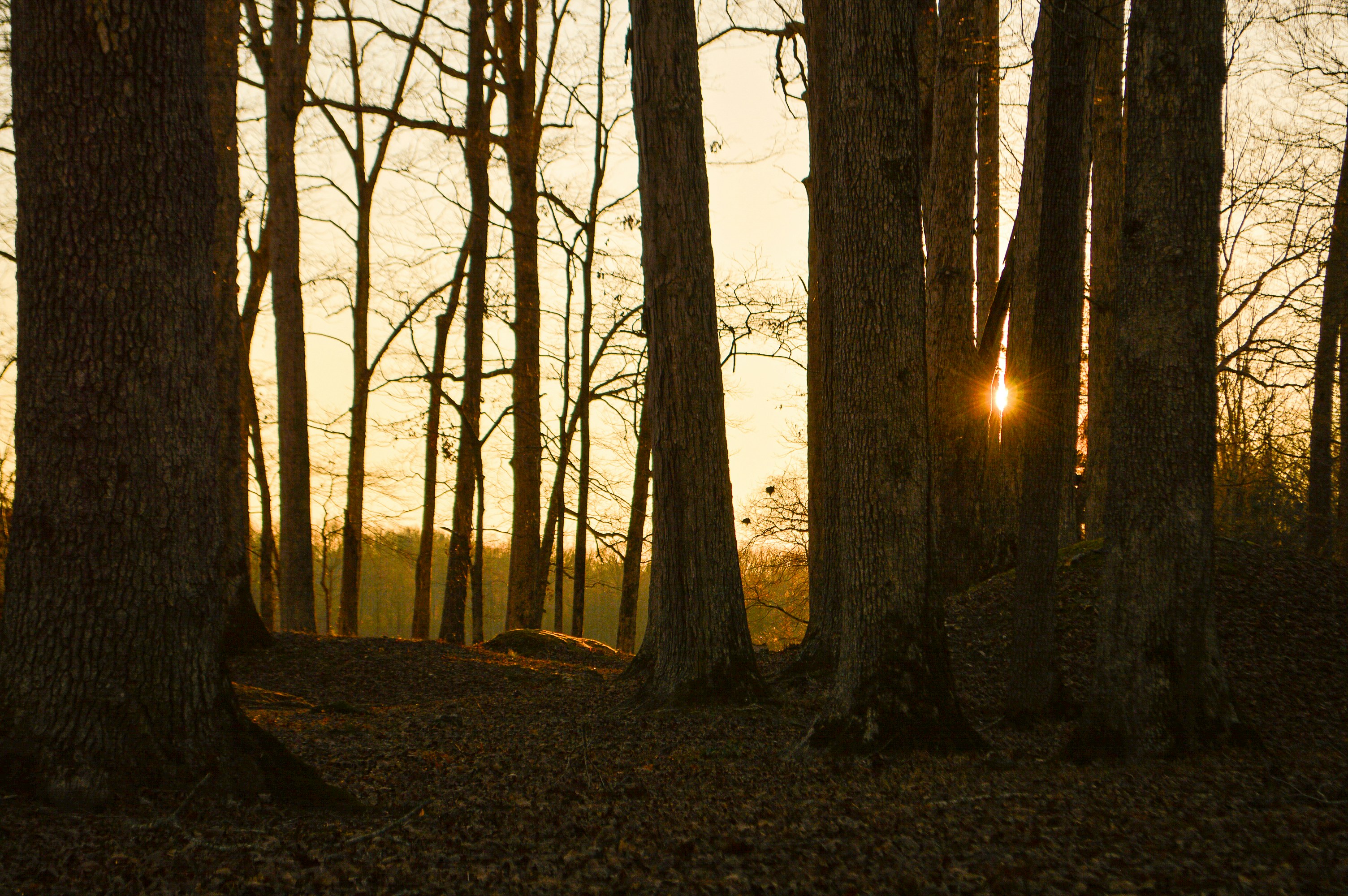 Photo by nitrousparrot