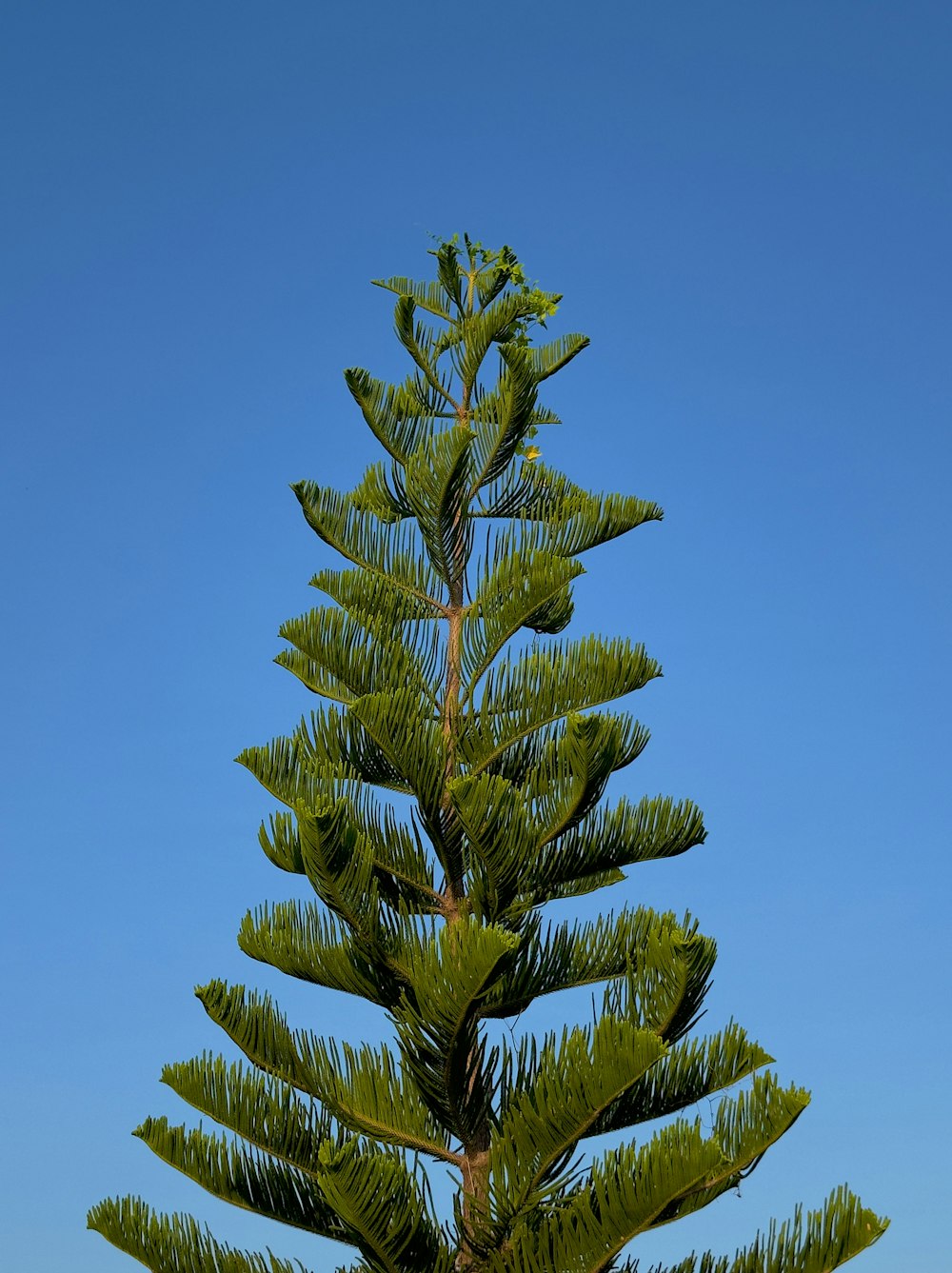 a tall green tree with a blue sky in the background