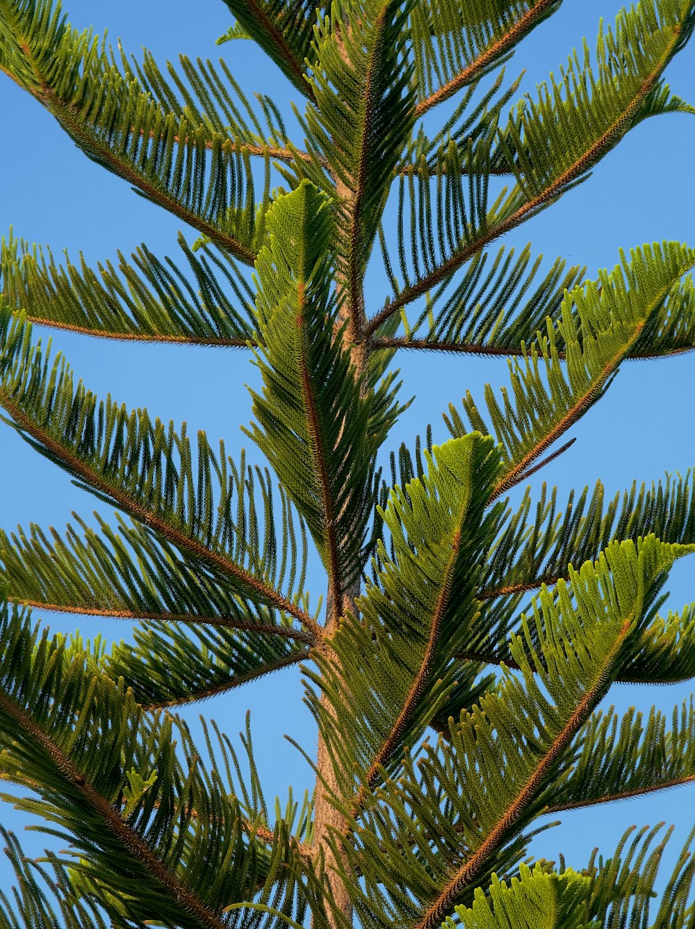 a bird perched on top of a tree branch