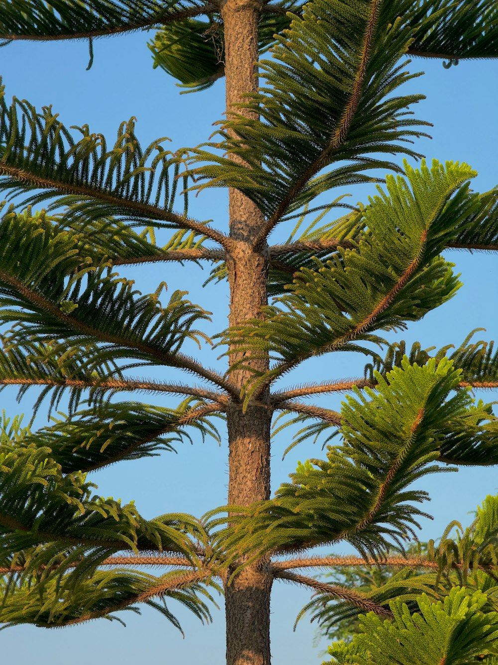 a bird perched on top of a palm tree