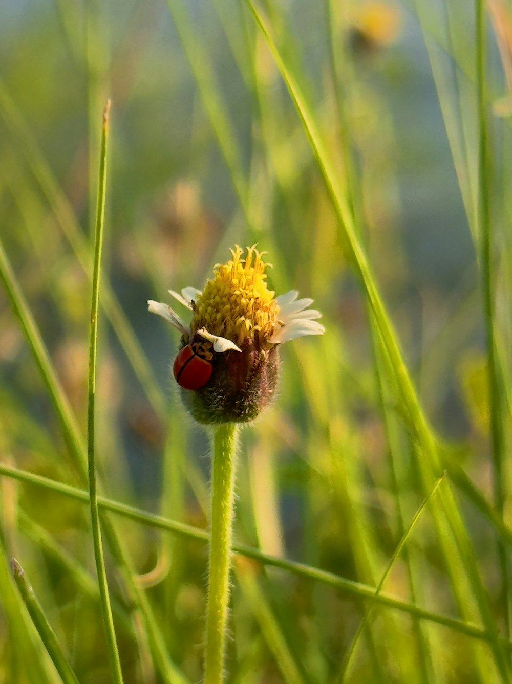 a ladybug sitting on top of a yellow flower