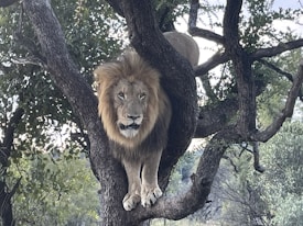 A lion with a majestic mane is perched on the branches of a large tree surrounded by dense greenery. The lion is gazing directly at the viewer, showcasing its regal and powerful presence. Sunlight filters through the leaves, creating a dappled effect on the scene.