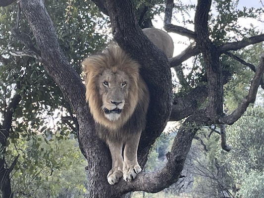 A lion with a majestic mane is perched on the branches of a large tree surrounded by dense greenery. The lion is gazing directly at the viewer, showcasing its regal and powerful presence. Sunlight filters through the leaves, creating a dappled effect on the scene.
