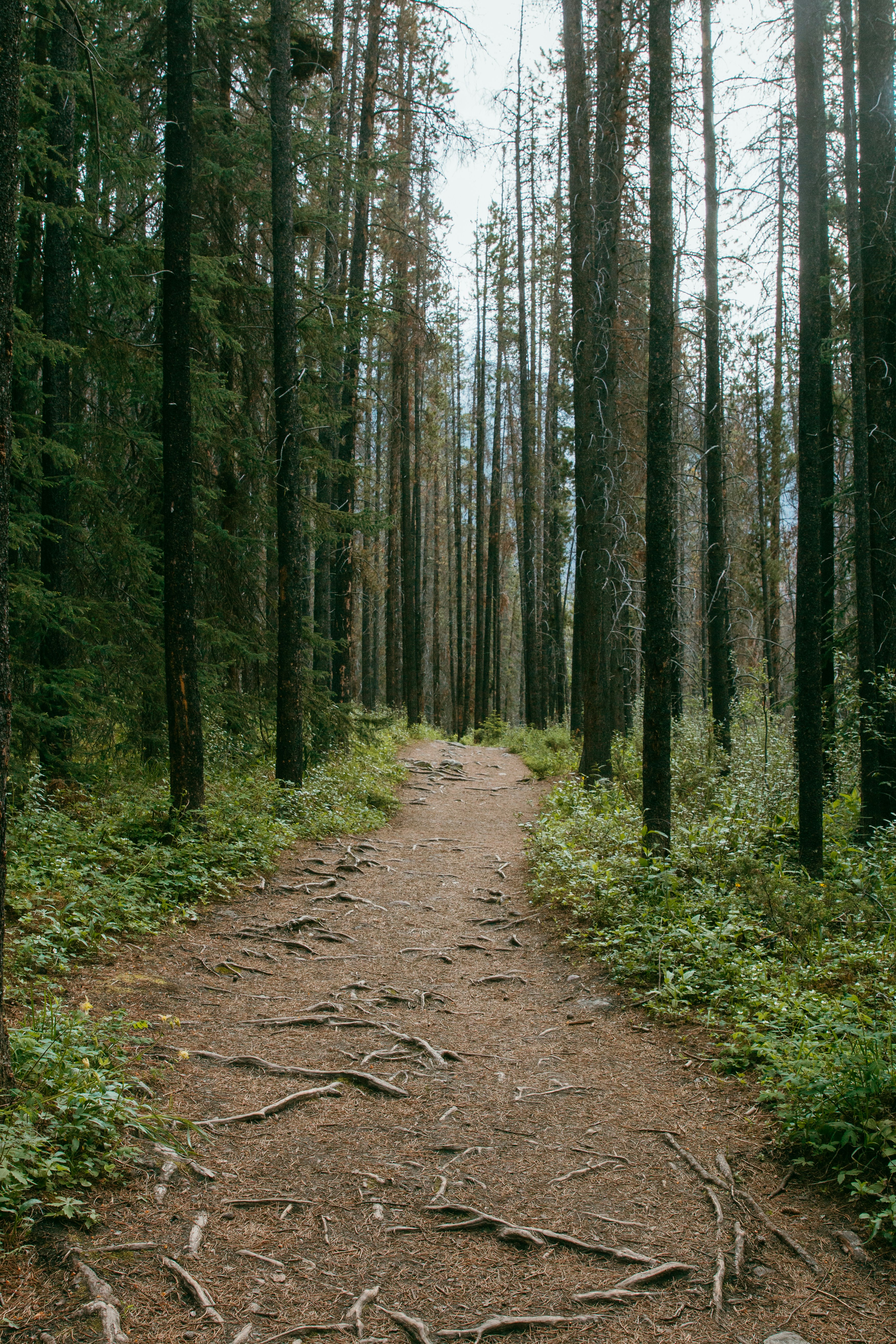 a dirt path in the middle of a forest