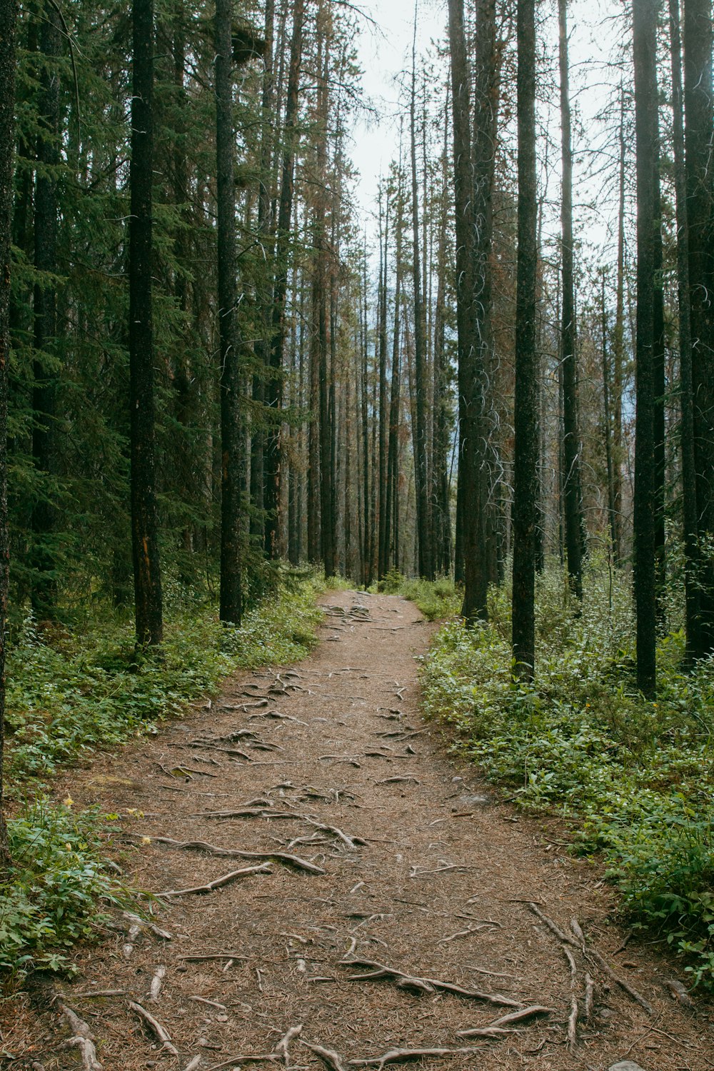 a dirt path in the middle of a forest