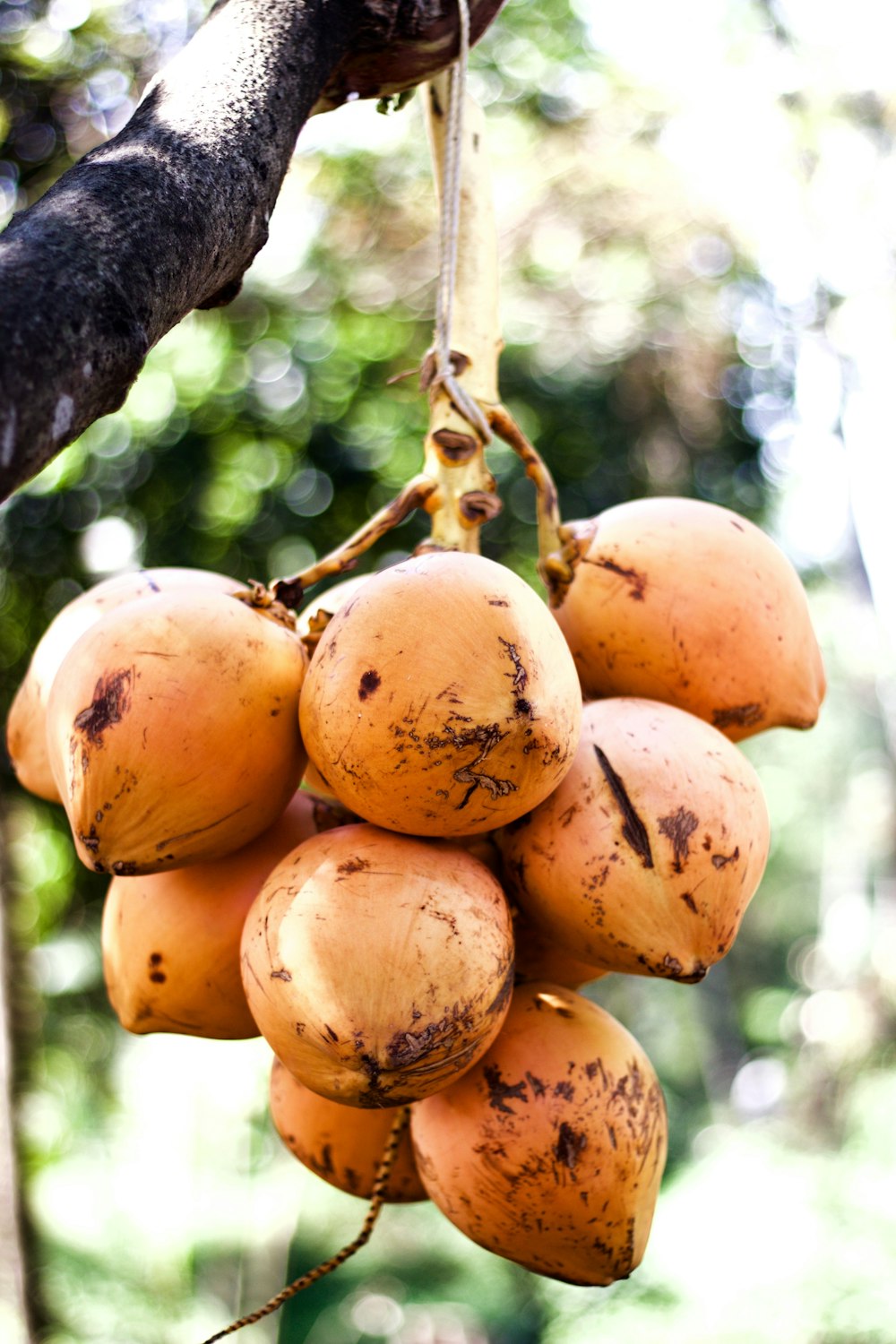 un mazzo di frutta appeso a un albero