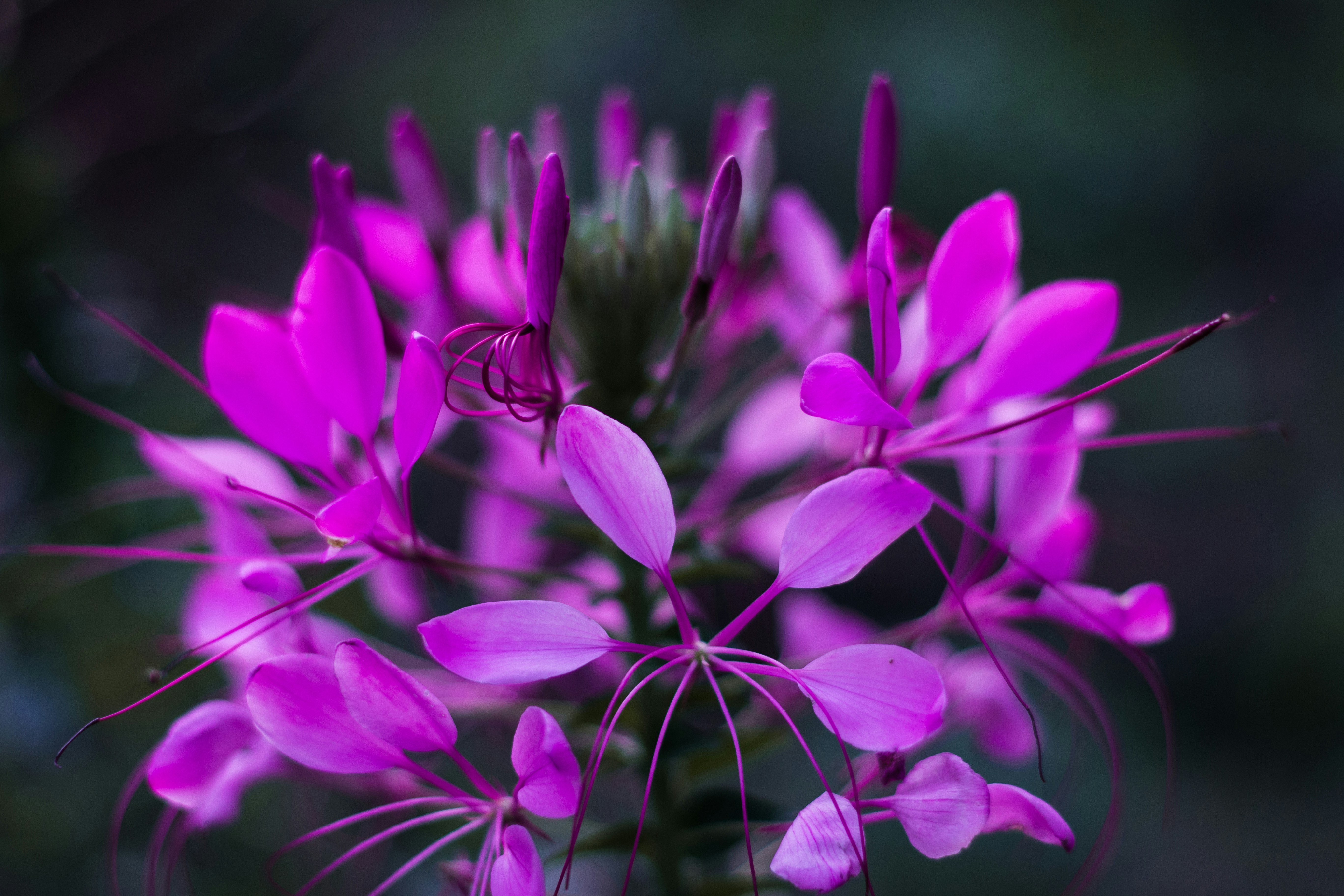 Photo by kannankanu