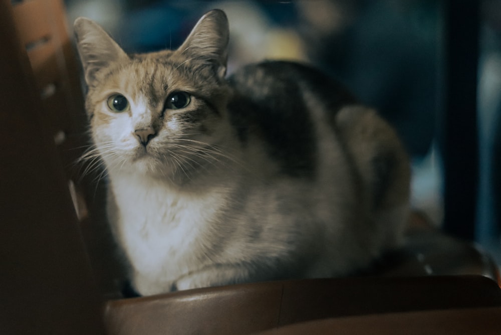 a cat sitting on top of a wooden chair