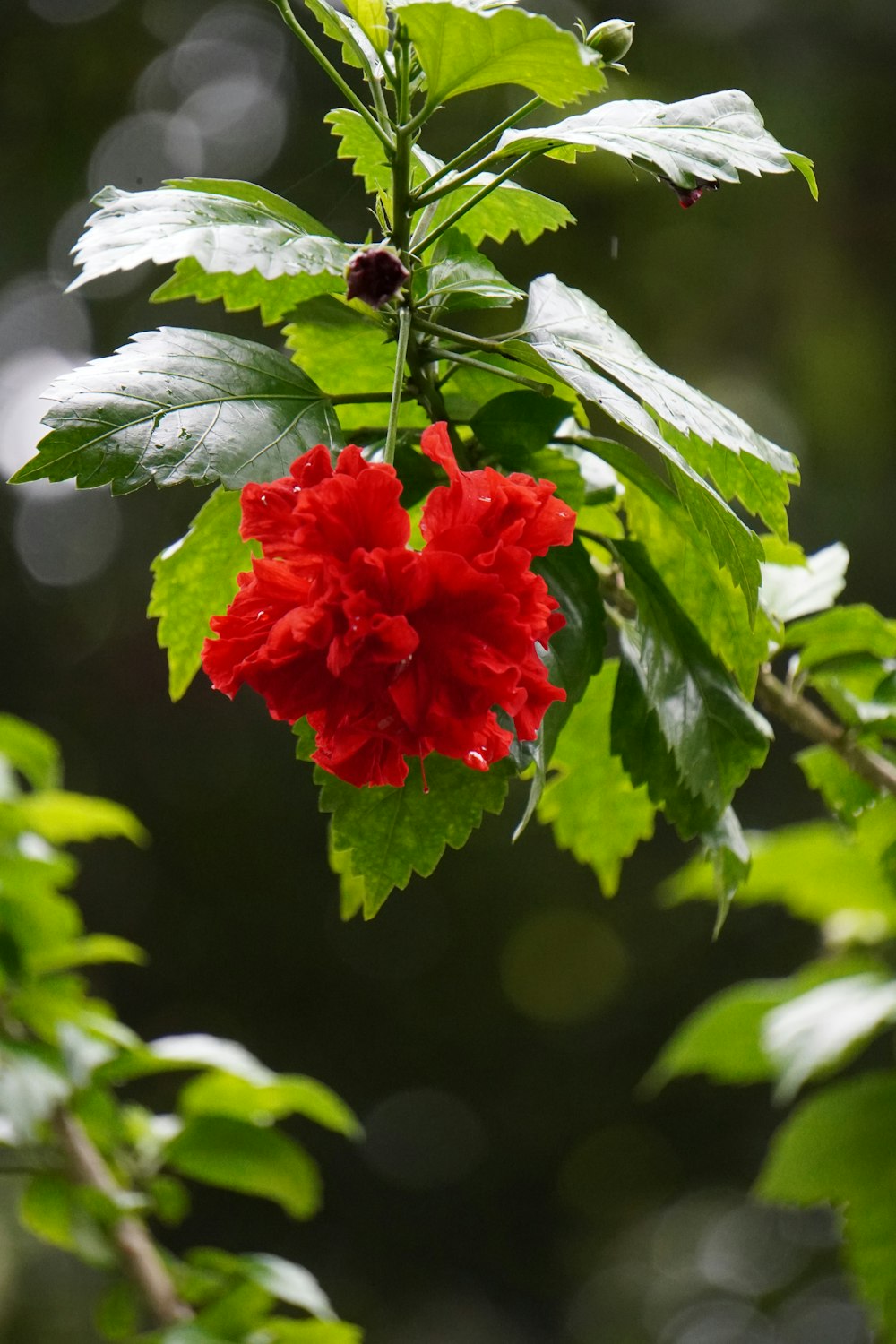 a red flower with green leaves on a branch