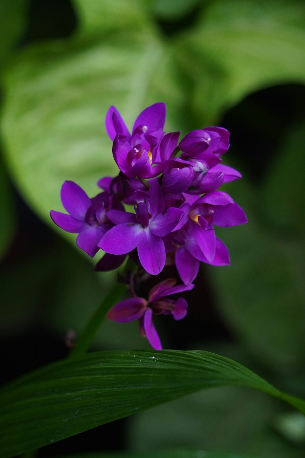 a purple flower with green leaves in the background